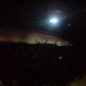The monster of Loch Ness