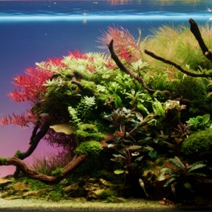 Mi nuevo acuario de 60 cm después de 6 meses