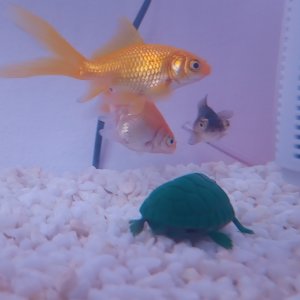 Mis tres peces hijos