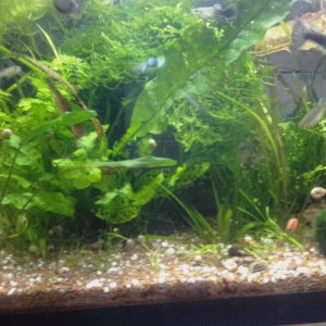 Acuario 40L
