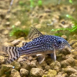 CORYDORA RETICULADA