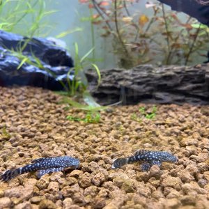 ANCISTRUS