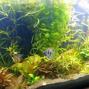 Mi Acuario