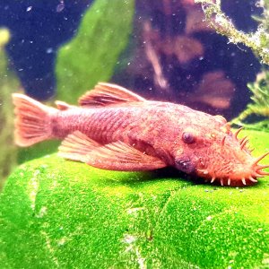 Ancistrus Red