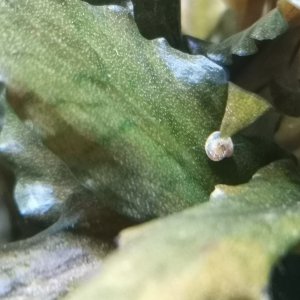 Problema caracoles