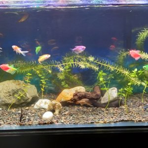 Progreso de acuario