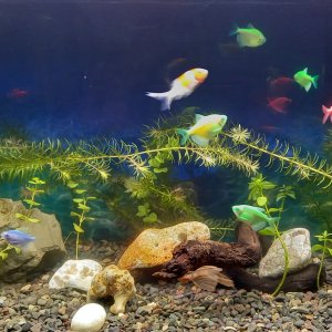 Progreso de acuario