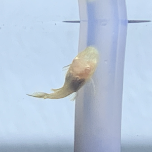Ancistrus bebé