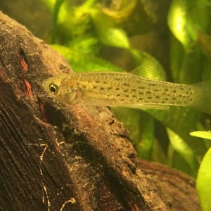 Jenynsia Lineata