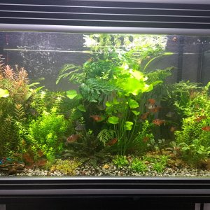 Acuario con cristal Rayado, actualización