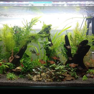 Acuario Tetras