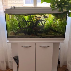 Acuario de estilo Amazónico