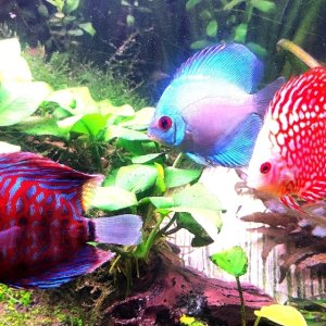 Discos, escalares, apistogramas, ramirezis, gouramis chocolate, gobios arcoiris y ancistrus