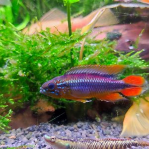 Discos, escalares, apistogramas, ramirezis, gouramis chocolate, gobios arcoiris y ancistrus 3