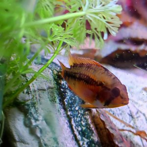 Discos, escalares, apistogramas, ramirezis, gouramis chocolate, gobios arcoiris y ancistrus 4