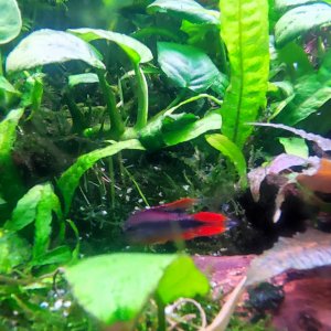 Discos, escalares, apistogramas, ramirezis, gouramis chocolate, gobios arcoiris y ancistrus 5