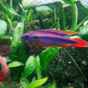 Discos, escalares, apistogramas, ramirezis, gouramis chocolate, gobios arcoiris y ancistrus 6