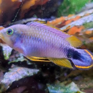 Discos, escalares, apistogramas, ramirezis, gouramis chocolate, gobios arcoiris y ancistrus 7