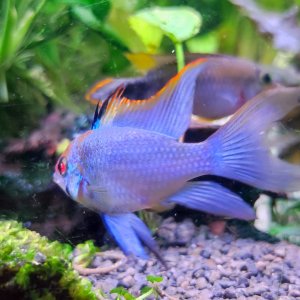 Discos, escalares, apistogramas, ramirezis, gouramis chocolate, gobios arcoiris y ancistrus 8