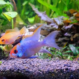 Discos, escalares, apistogramas, ramirezis, gouramis chocolate, gobios arcoiris y ancistrus 9