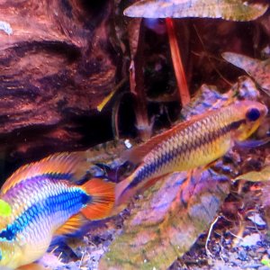 Discos, escalares, apistogramas, ramirezis, gouramis chocolate, gobios arcoiris y ancistrus 10
