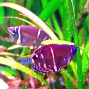 Discos, escalares, apistogramas, ramirezis, gouramis chocolate, gobios arcoiris y ancistrus 11