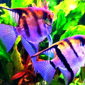 Discos, escalares, apistogramas, ramirezis, gouramis chocolate, gobios arcoiris y ancistrus 12