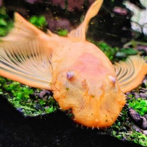 Discos, escalares, apistogramas, ramirezis, gouramis chocolate, gobios arcoiris y ancistrus 13