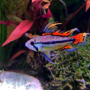 Discos, escalares, apistogramas, ramirezis, gouramis chocolate, gobios arcoiris y ancistrus 14