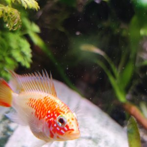 Discos, escalares, apistogramas, ramirezis, gouramis chocolate, gobios arcoiris y ancistrus 15