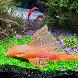 Discos, escalares, apistogramas, ramirezis, gouramis chocolate, gobios arcoiris y ancistrus 16