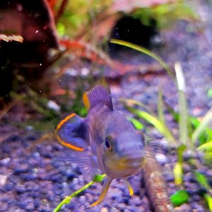 Discos, escalares, apistogramas, ramirezis, gouramis chocolate, gobios arcoiris y ancistrus 17