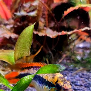 Discos, escalares, apistogramas, ramirezis, gouramis chocolate, gobios arcoiris y ancistrus 18