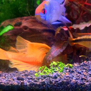 Discos, escalares, apistogramas, ramirezis, gouramis chocolate, gobios arcoiris y ancistrus 19