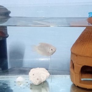 Mi pez