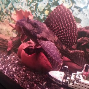 Pez Pleco en acuario.jpg