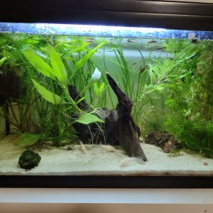 Acuario 60 litros con Corys y endlers.
