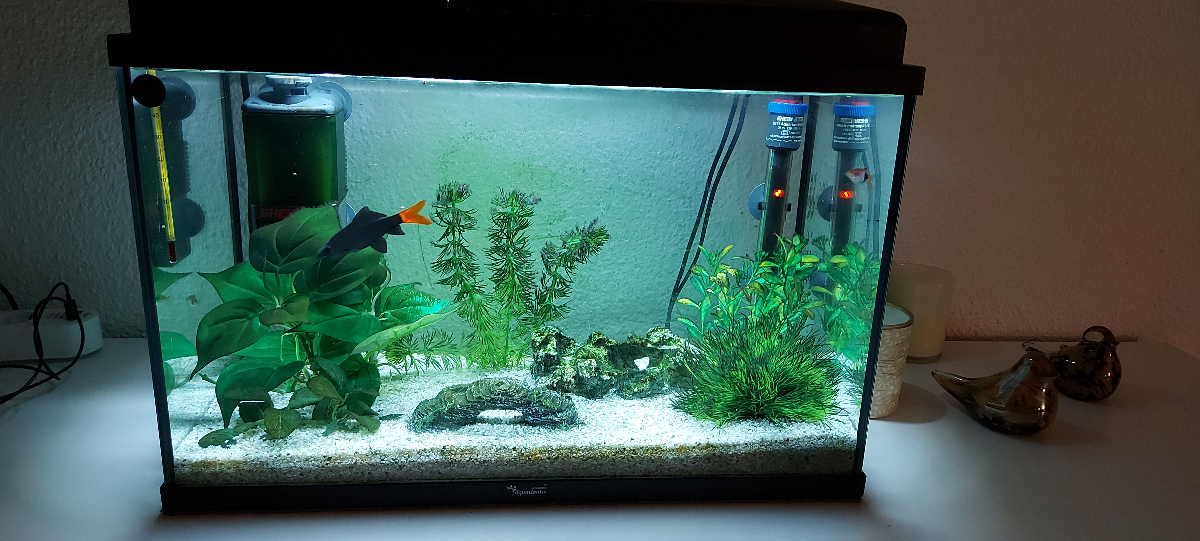 Acuario con tiburón cola roja