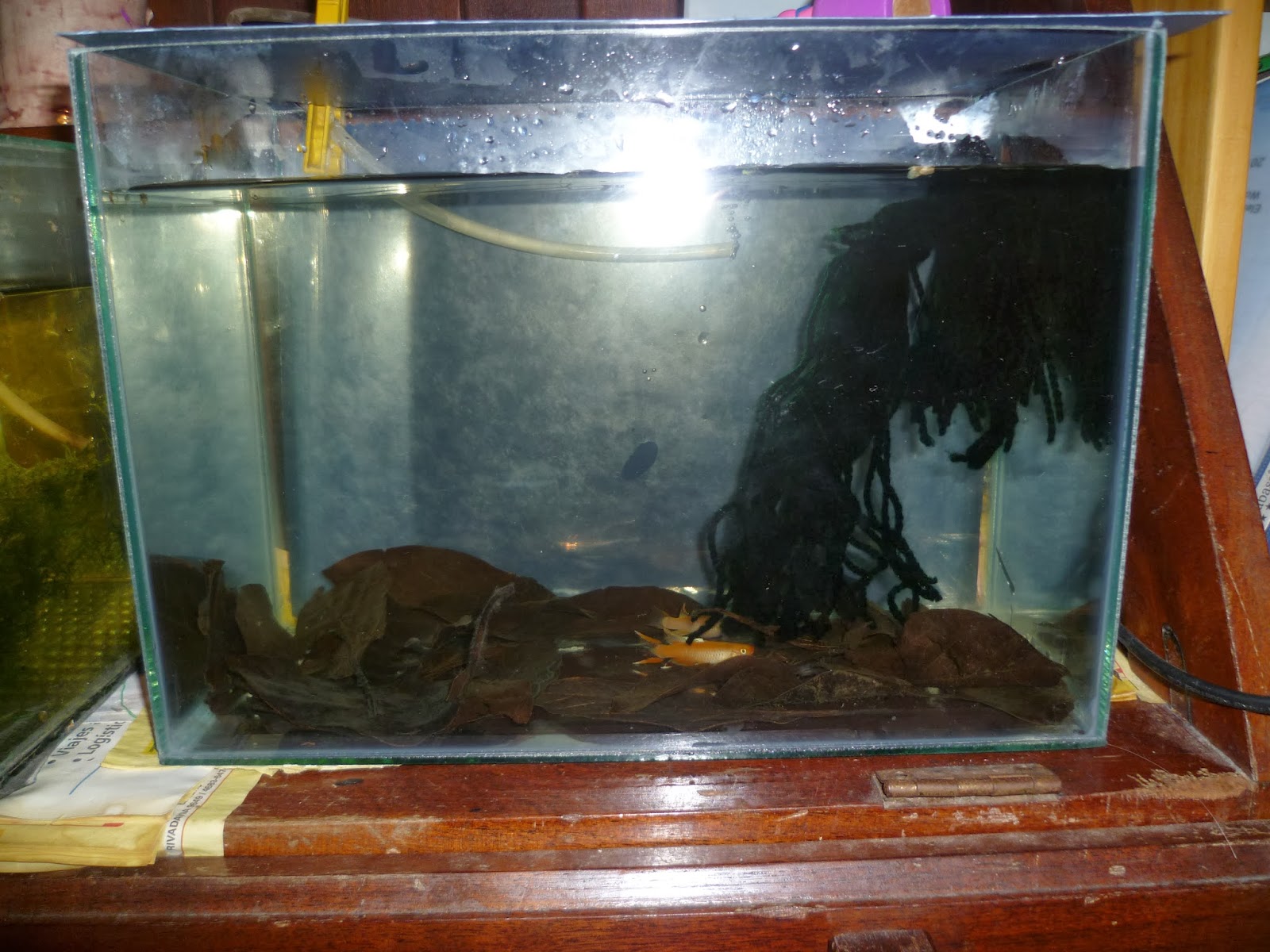 Acuario de cría de Aphyosemion australe