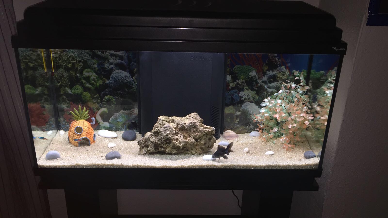 Acuario