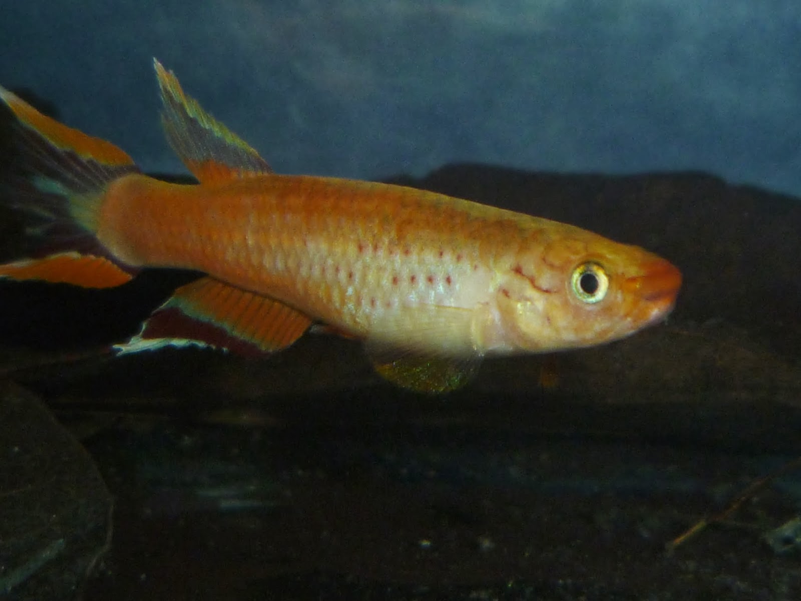 Aphyosemion australe Macho