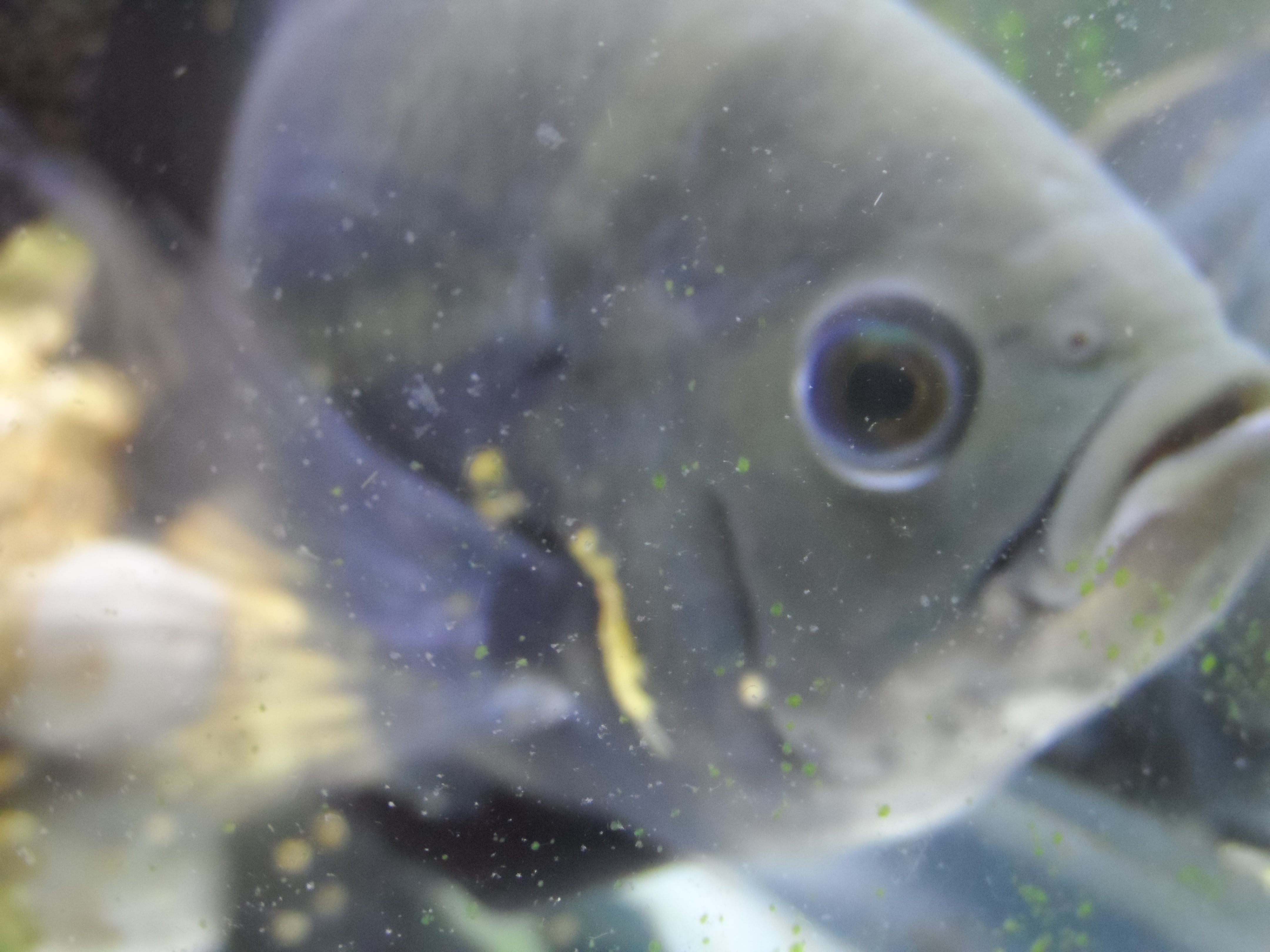 Astronotus Ocellatus