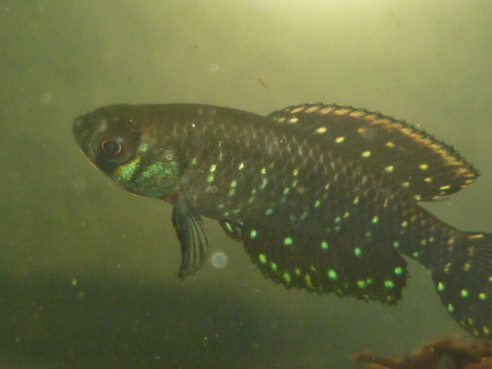 Austrolebias nigripinnis macho