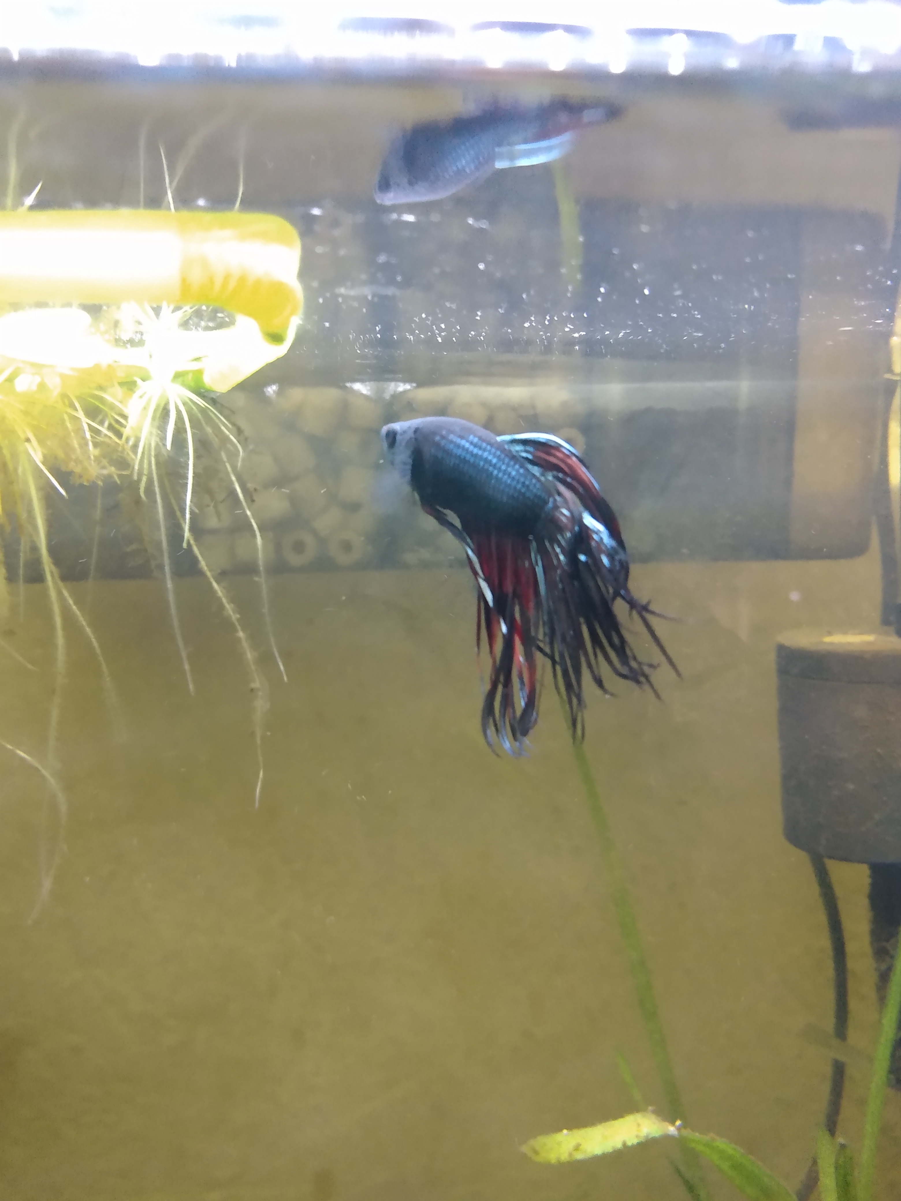 Betta Splendens crowntail