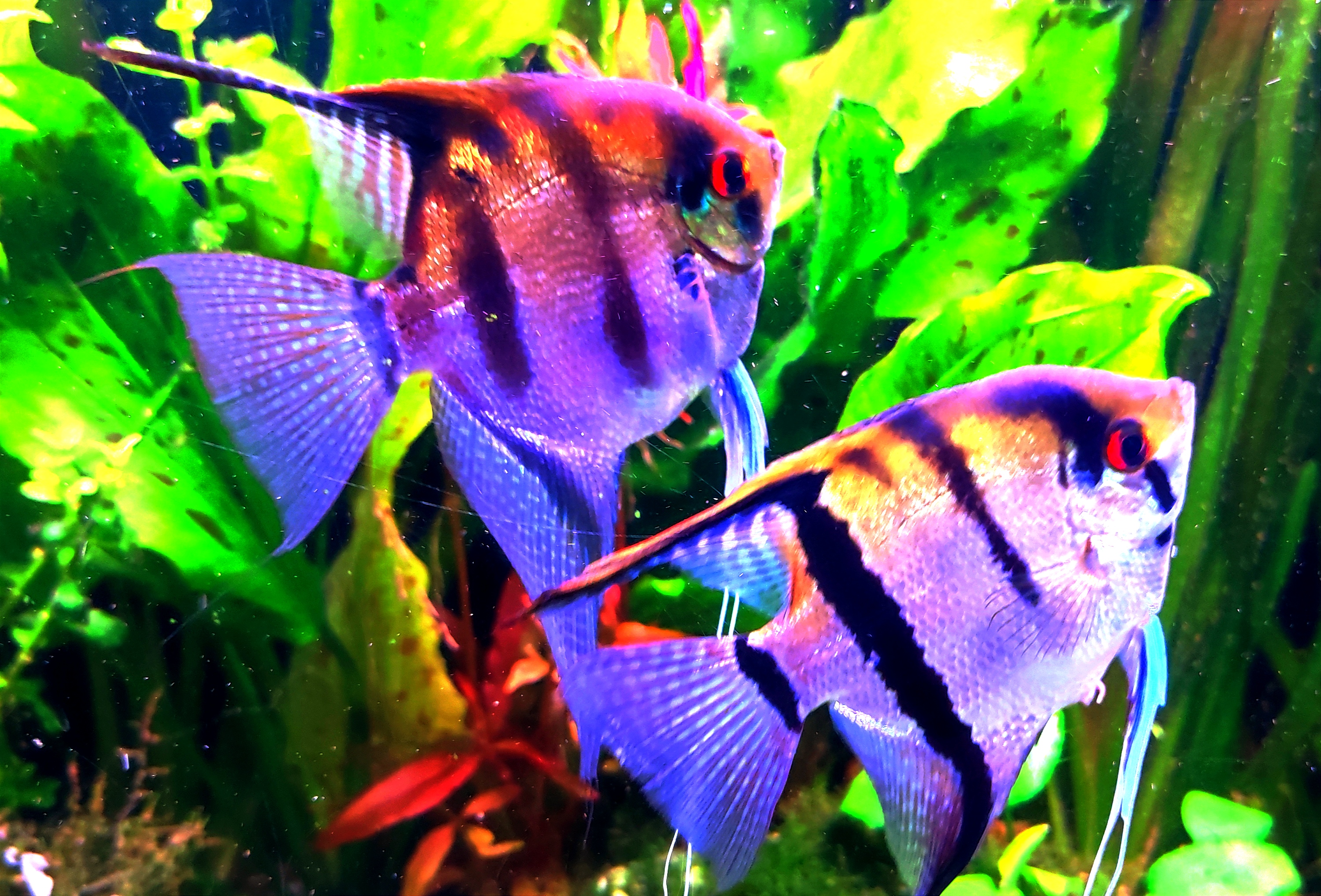 Discos, escalares, apistogramas, ramirezis, gouramis chocolate, gobios arcoiris y ancistrus 12
