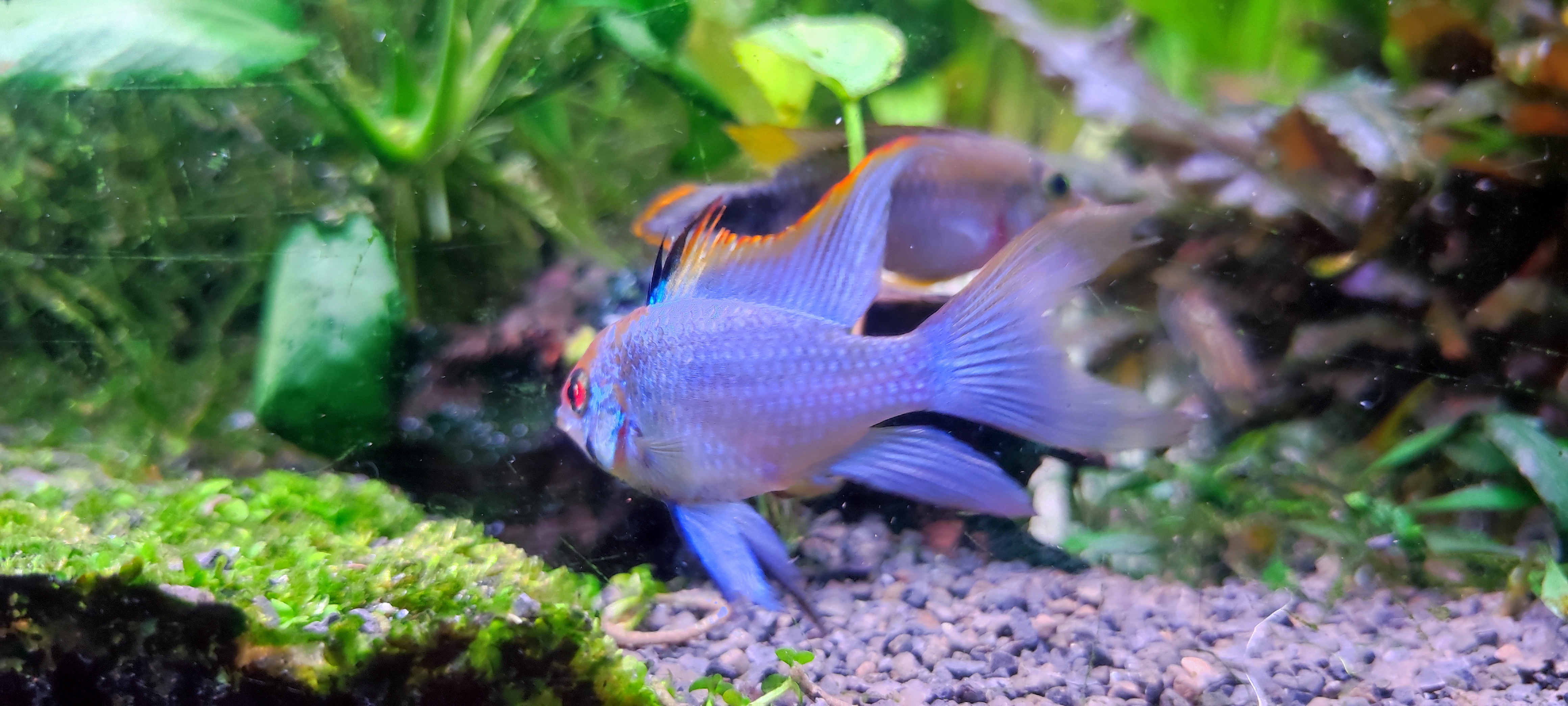 Discos, escalares, apistogramas, ramirezis, gouramis chocolate, gobios arcoiris y ancistrus 8