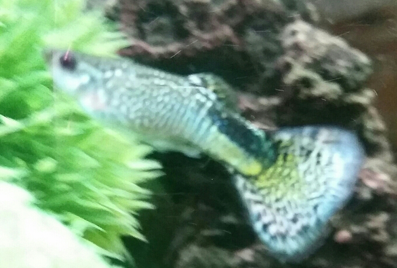 Guppy macho
