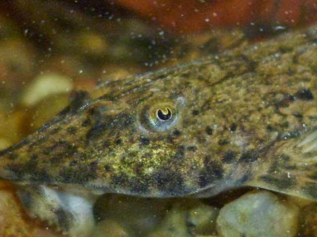 Loricaria filamentosa