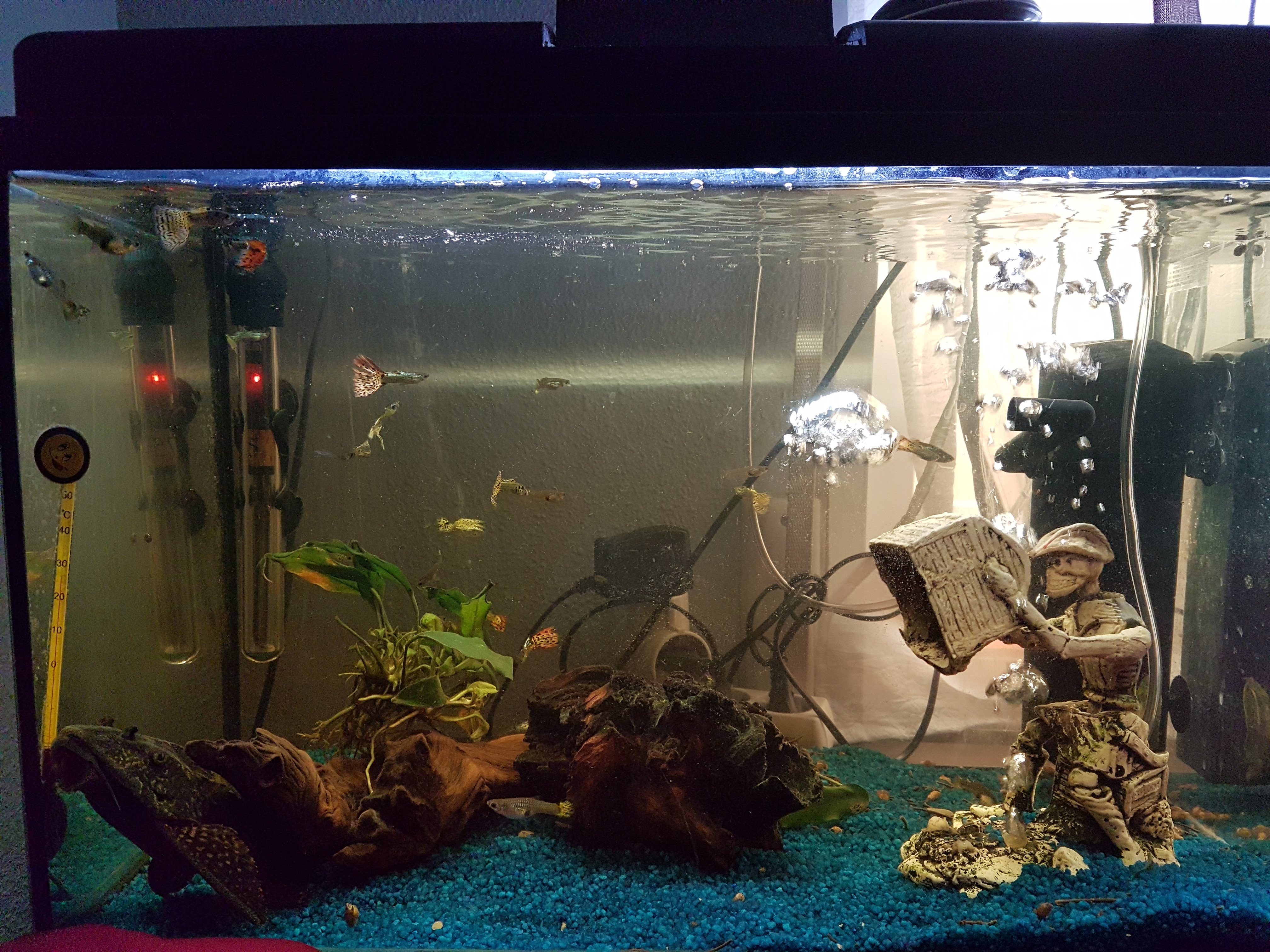 Mi acuario