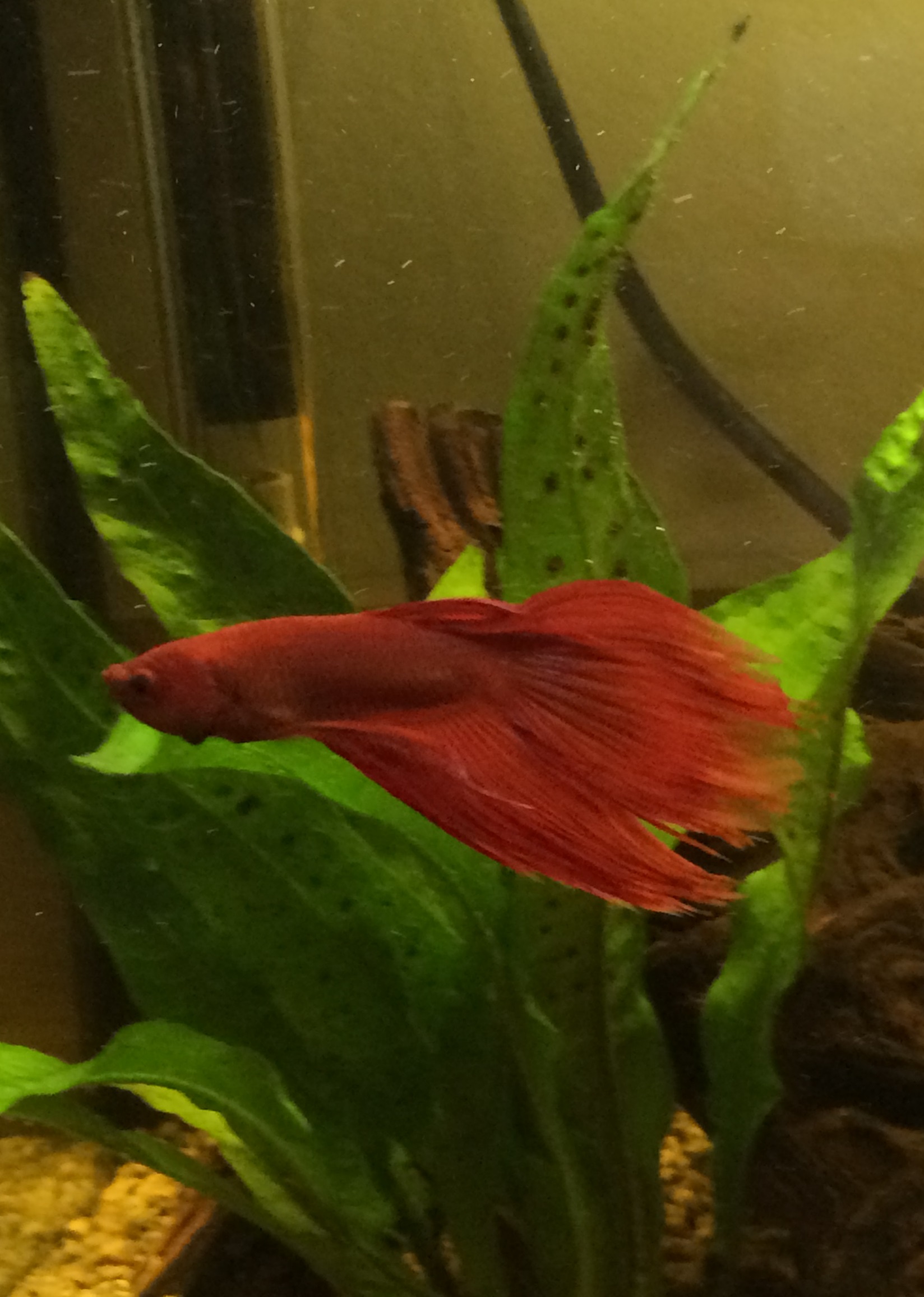 Mi nuevo Betta